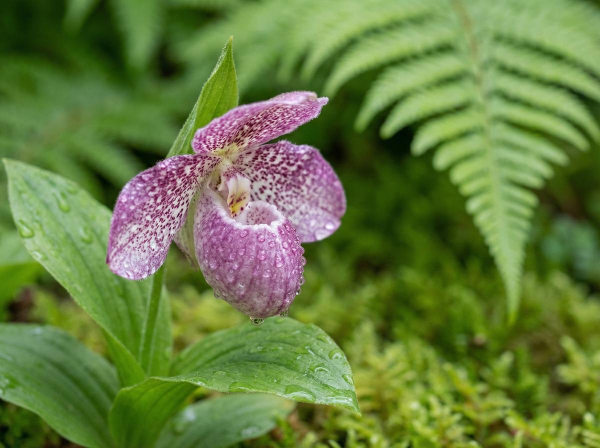 蜜桃传媒植物短视频